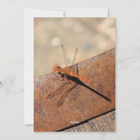 Dragonfly-Einladung Feiertagskarte (Rückseite)