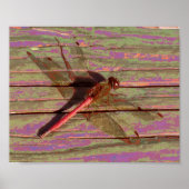Dragonfly farbenfroh poster (Vorne)
