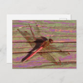 Dragonfly farbenfroh postkarte (Vorne/Hinten)