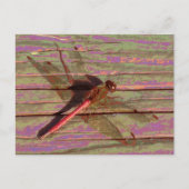 Dragonfly farbenfroh postkarte (Vorderseite)