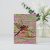 Dragonfly farbenfroh postkarte (Stehend Vorderseite)