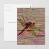 Dragonfly farbenfroh postkarte (Vorne/Hinten)