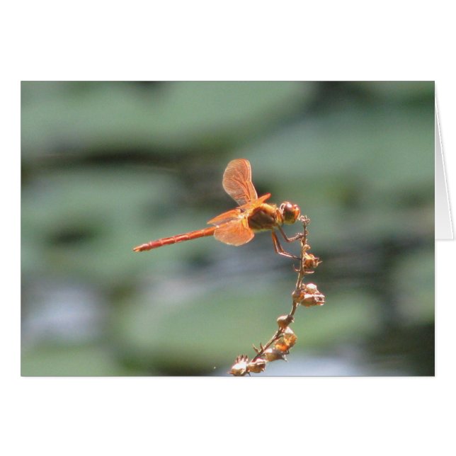 Dragonfly Fire (Vorderseite (Horizontal))