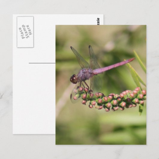 Dragonfly-Foto Postkarte (Vorne/Hinten)