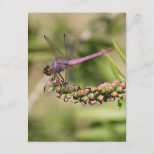 Dragonfly-Foto Postkarte
