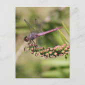 Dragonfly-Foto Postkarte (Vorderseite)