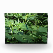 Dragonfly Fotoblock (Vorderseite)