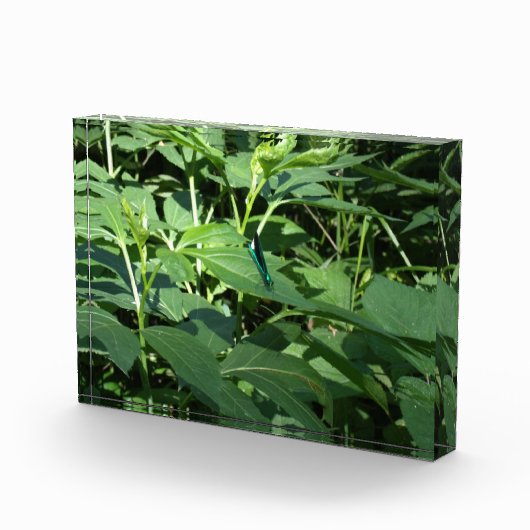 Dragonfly Fotoblock (Rechts)