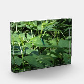 Dragonfly Fotoblock (Links)