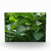 Dragonfly Fotoblock (Vorderseite)