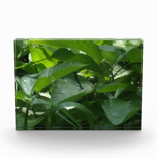 Dragonfly Fotoblock (Vorderseite)