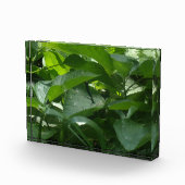 Dragonfly Fotoblock (Rechts)