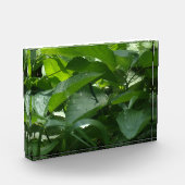 Dragonfly Fotoblock (Links)