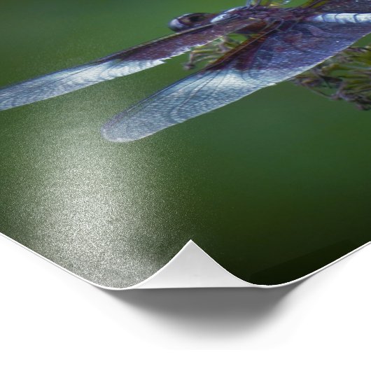 Dragonfly Fotodruck (Ecke)