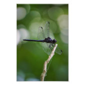 Dragonfly Fotodruck (Vorne)