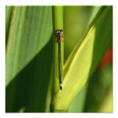 Dragonfly Fotodruck (Vorne)