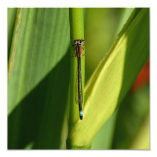 Dragonfly Fotodruck