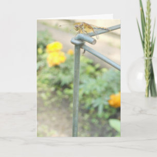 "Dragonfly Garden" Get Well Card #3 Karte