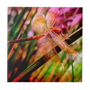 DRAGONFLY GOLDEN HARMONY 2.jpg Fliese