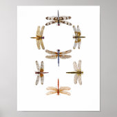 Dragonfly Graphic Art Poster (Vorne)