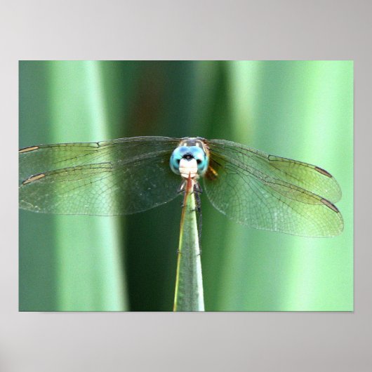 Dragonfly Hello Poster (Vorne)