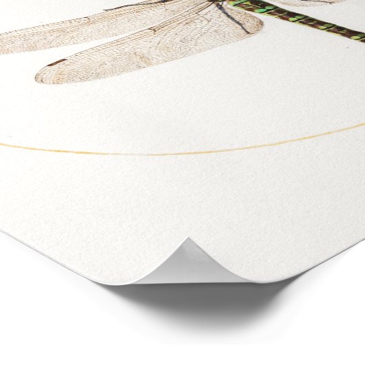 Dragonfly Illustration Poster (Ecke)
