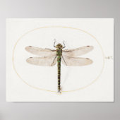 Dragonfly Illustration Poster (Vorne)