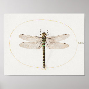 Dragonfly Illustration Poster