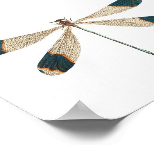 Dragonfly-Illustration Poster (Ecke)