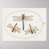 Dragonfly Illustration Poster (Vorne)