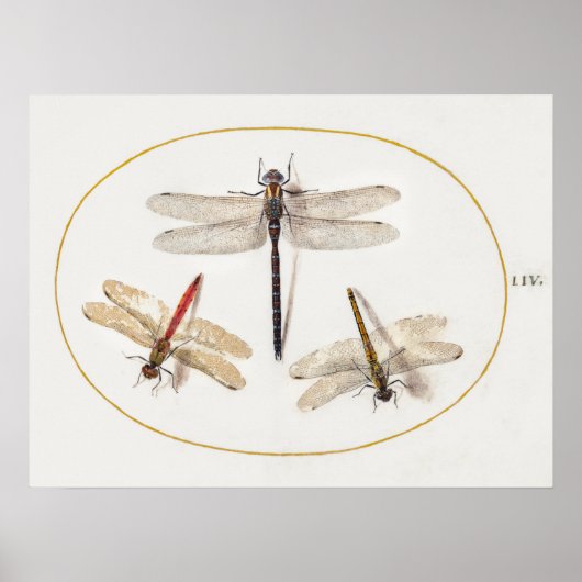 Dragonfly Illustration Poster (Vorne)