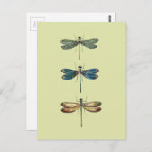 Dragonfly-Illustrationen Postkarte (Vorne/Hinten)