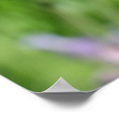 Dragonfly in Lavender Garden Poster (Ecke)