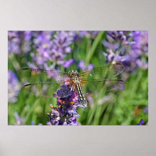 Dragonfly in Lavender Garden Poster (Vorne)