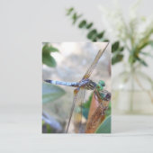 Dragonfly in Spring, Texas Postkarte (Stehend Vorderseite)