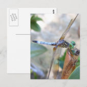 Dragonfly in Spring, Texas Postkarte (Vorne/Hinten)