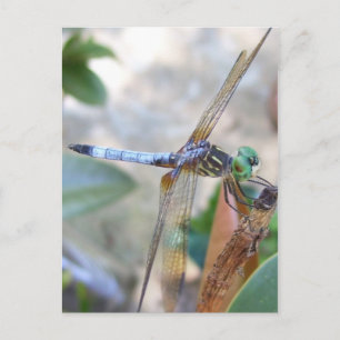 Dragonfly in Spring, Texas Postkarte