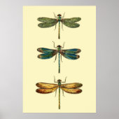 Dragonfly-Insektensammlung Poster (Vorne)