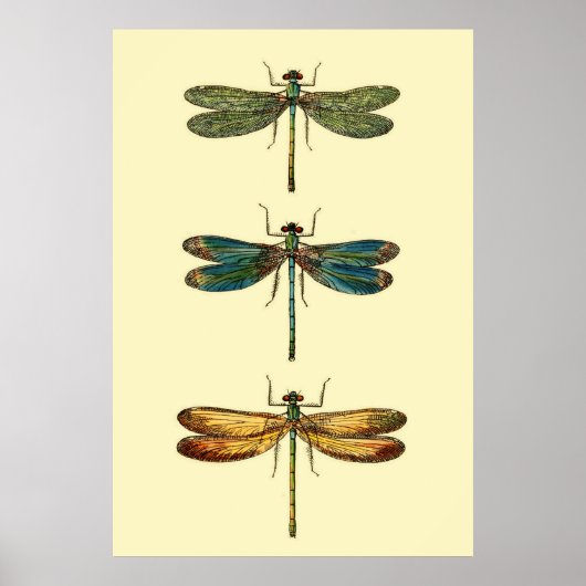 Dragonfly-Insektensammlung Poster (Vorne)