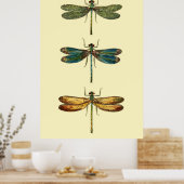 Dragonfly-Insektensammlung Poster (Küche)