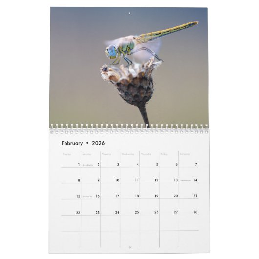 Dragonfly-Kalender 2026 Kalender (Feb 2026)