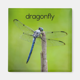 Dragonfly Kühlschrank Magnet