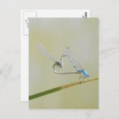 Dragonfly-Liebe Postkarte (Vorne/Hinten)