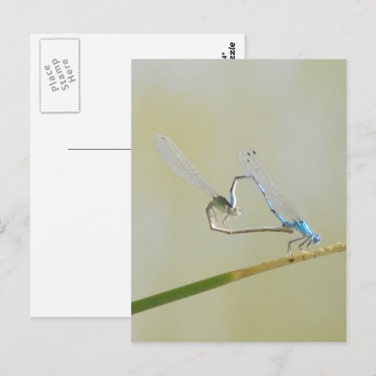 Dragonfly-Liebe Postkarte (Vorne/Hinten)
