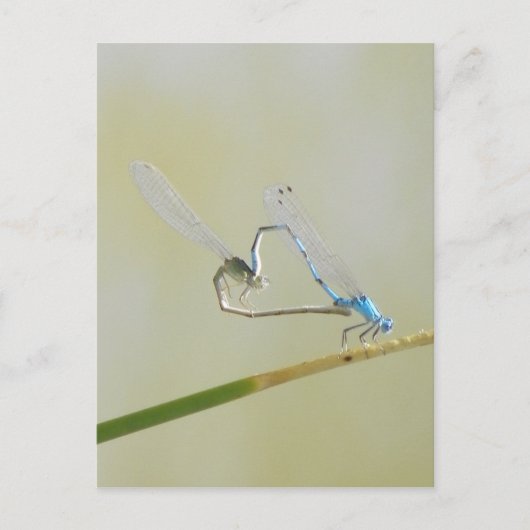 Dragonfly-Liebe Postkarte (Vorderseite)