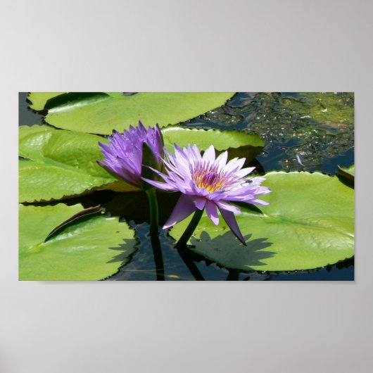 Dragonfly Lotus Poster (Vorne)