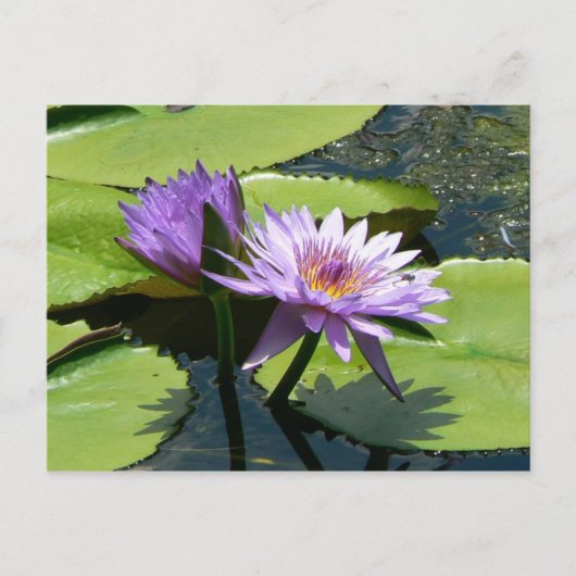 Dragonfly Lotus Postkarte (Vorderseite)