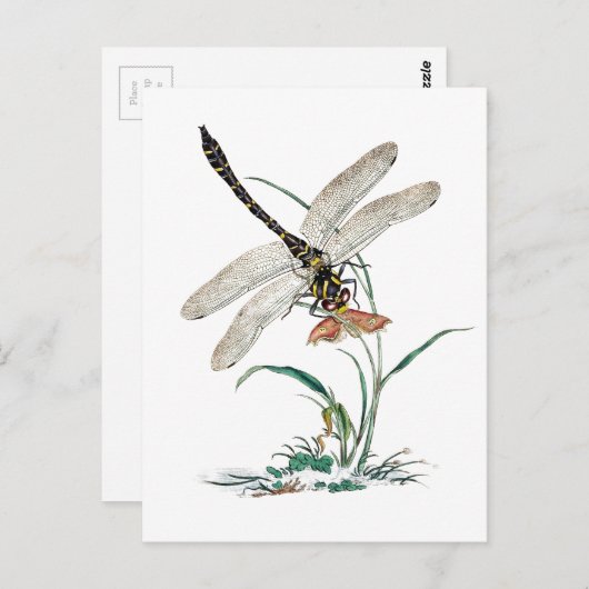 Dragonfly Magic Postkarte (Vorne/Hinten)