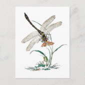 Dragonfly Magic Postkarte (Vorderseite)