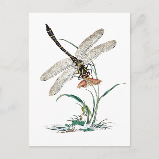 Dragonfly Magic Postkarte (Vorderseite)